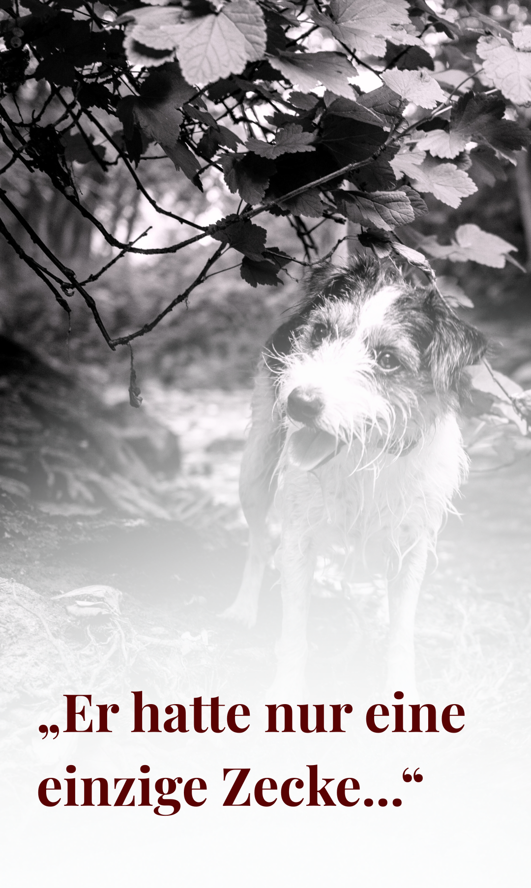 Ein schwarz-weißer Hund mit nassen Fell steht unter einem Zweig mit Blättern. Der Hund schaut mit offenem Mund nach oben. Das Bild hat einen Schwarz-Weiß-Filter.