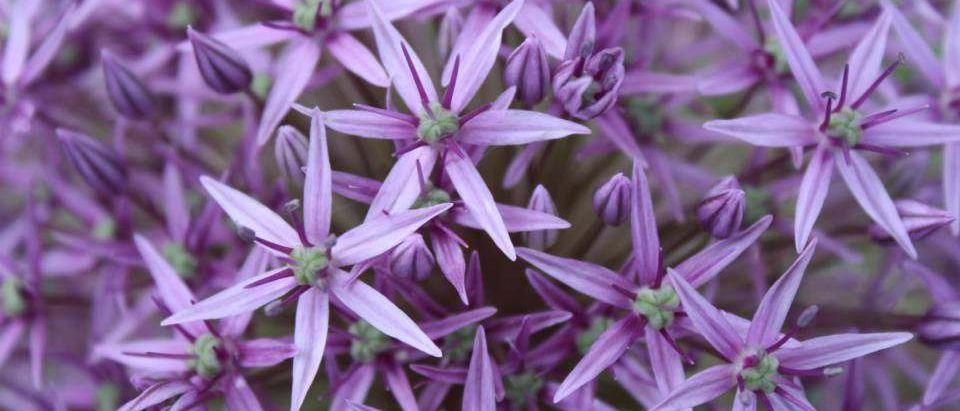 Eine Nahaufnahme eines Clusters von lila Blüten mit spitzen Blütenblättern und grünen Zentren. Die Blütenblätter sind sternförmig angeordnet.