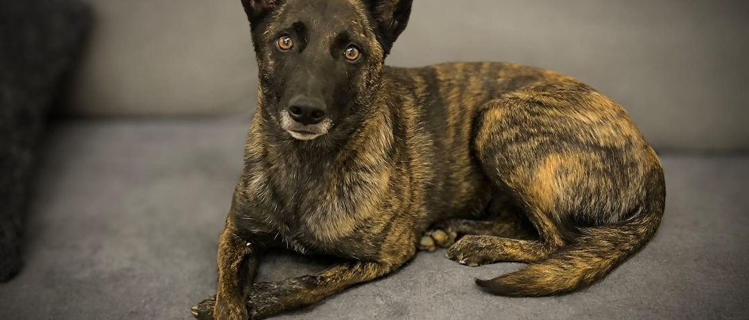 Nahaufnahme eines braunen und schwarzen deutschen Schäferhundes, der auf einem grauen Sofa liegt und direkt in die Kamera mit ruhigem Blick schaut.