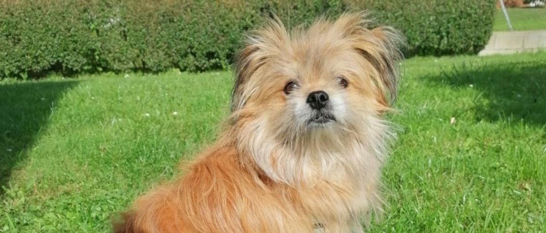 Ein kleiner, flauschiger Hund mit einer Mischung aus braunem und weißem Fell sitzt auf dem grünen Gras. Der Hund hat eine schwarze Nase und braune Augen.