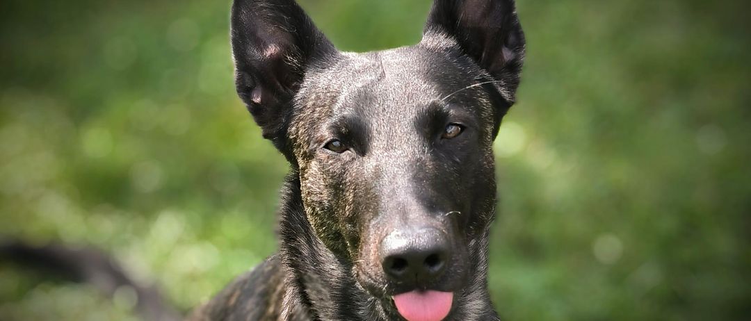 Ein schwarzer Hund mit Schlamm auf dem Fell sitzt auf grünem Gras, mit heraushängender Zunge.