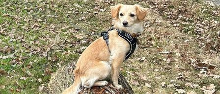 Ein brauner Hund sitzt auf einem Baumstumpf in einem Grasfeld mit einem Wald im Hintergrund. Das Feld hat einen staubigen Pfad und verstreute Blätter.