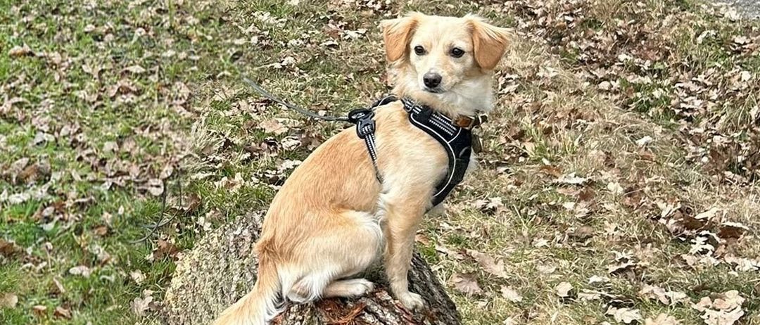 Ein brauner Hund sitzt auf einem Baumstumpf in einem Grasfeld mit einem Wald im Hintergrund. Das Feld hat einen staubigen Pfad und verstreute Blätter.