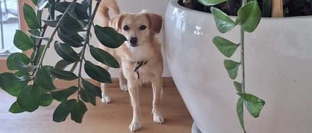 Ein hellbrauner Hund steht neben einer großen weißen Topfpflanze mit großen grünen Blättern. Der Hund trägt ein Halsband.