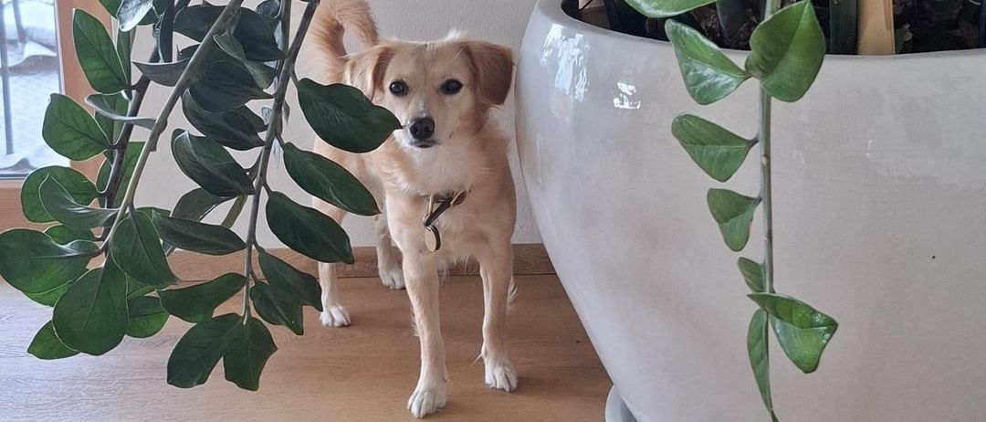 Ein hellbrauner Hund steht neben einer großen weißen Topfpflanze mit großen grünen Blättern. Der Hund trägt ein Halsband.