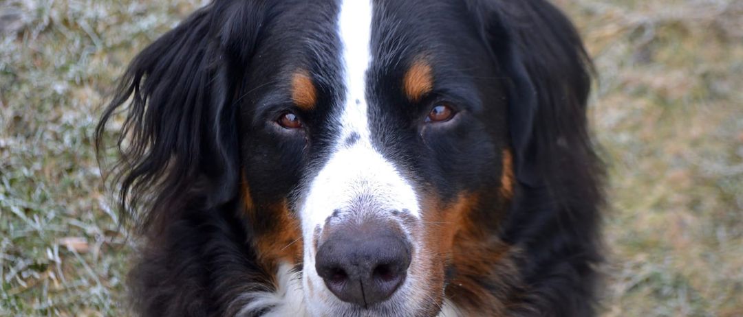 Bild enthält, Animal, Canine, Dog, Mammal, Pet, Appenzeller