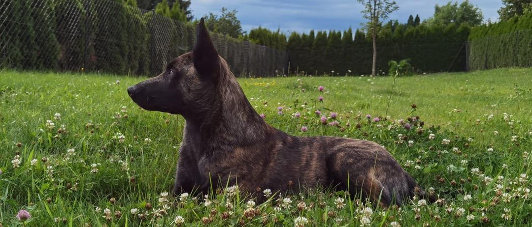 Bild enthält, Grass, Green, Field, Grassland, Outdoors, Vegetation, Tree, Park, Meadow, Land