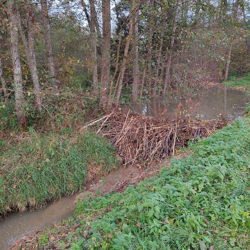 Ein kleiner Bach mit einem Biberdamm, der den Fluss teilweise blockiert. Der Damm besteht aus Zweigen und Ästen. Bäume umgeben das Gebiet.