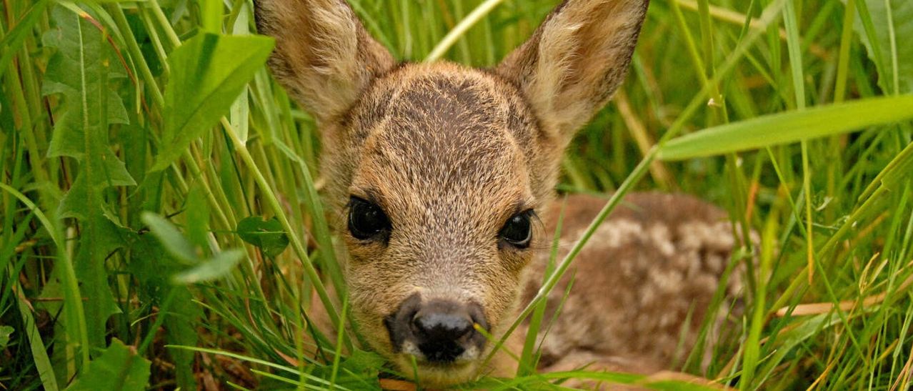 A young deer lies in the grass, eyes wide open, with a black nose and light brown fur.