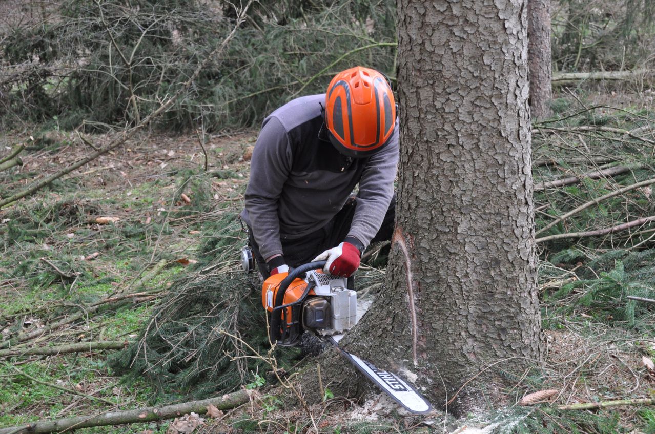 Eine Person mit Schutzhelm und Handschuhen schneidet einen Baum mit einer Kettensäge ab.