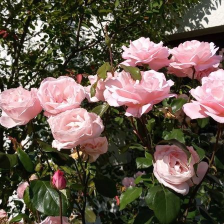 Ein Nahaufnahme von einer Gruppe rosa Rosen in voller Blüte, umgeben von üppigen grünen Blättern. Die Blüten sind in verschiedenen Öffnungsphasen, einige Knospen sind noch sichtbar.