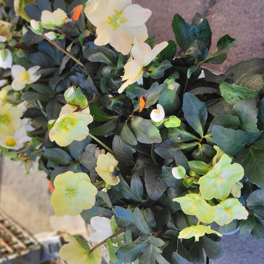 Eine Nahaufnahme einer Pflanze mit weißen und gelben Blüten und dunkelgrünen Blättern, einige Blüten sind geöffnet, während andere sich im Knospenstadium befinden.