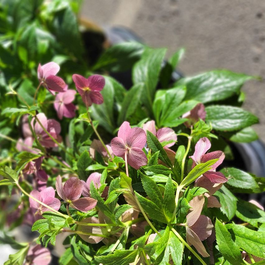 Ein Nahaufnahme von rosa und weißen Blumen in einem Topf. Die Blüten haben zarte Blütenblätter und sind von üppigen grünen Blättern umgeben.