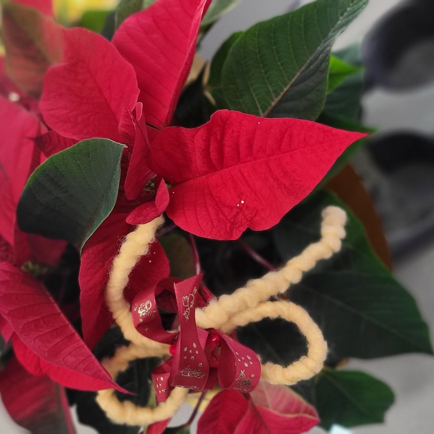 Ein Nahaufnahme einer roten Weihnachtsstern mit grünen Blättern. Die Pflanze hat ein rotes Band darum gewickelt. Der Hintergrund ist unscharf.