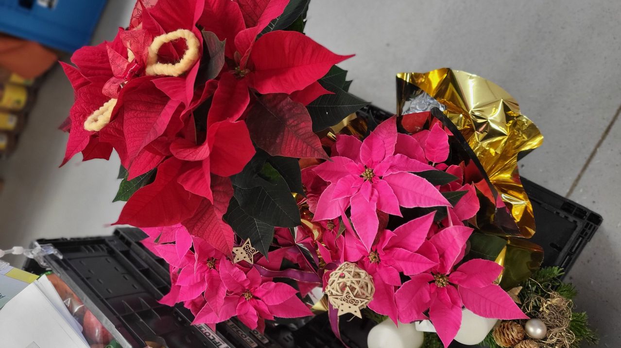 Ein Nahaufnahme eines Straußes aus roten und rosa Weihnachtssternen mit schwarzen Blättern, verziert mit goldener Folie und einem Stern.