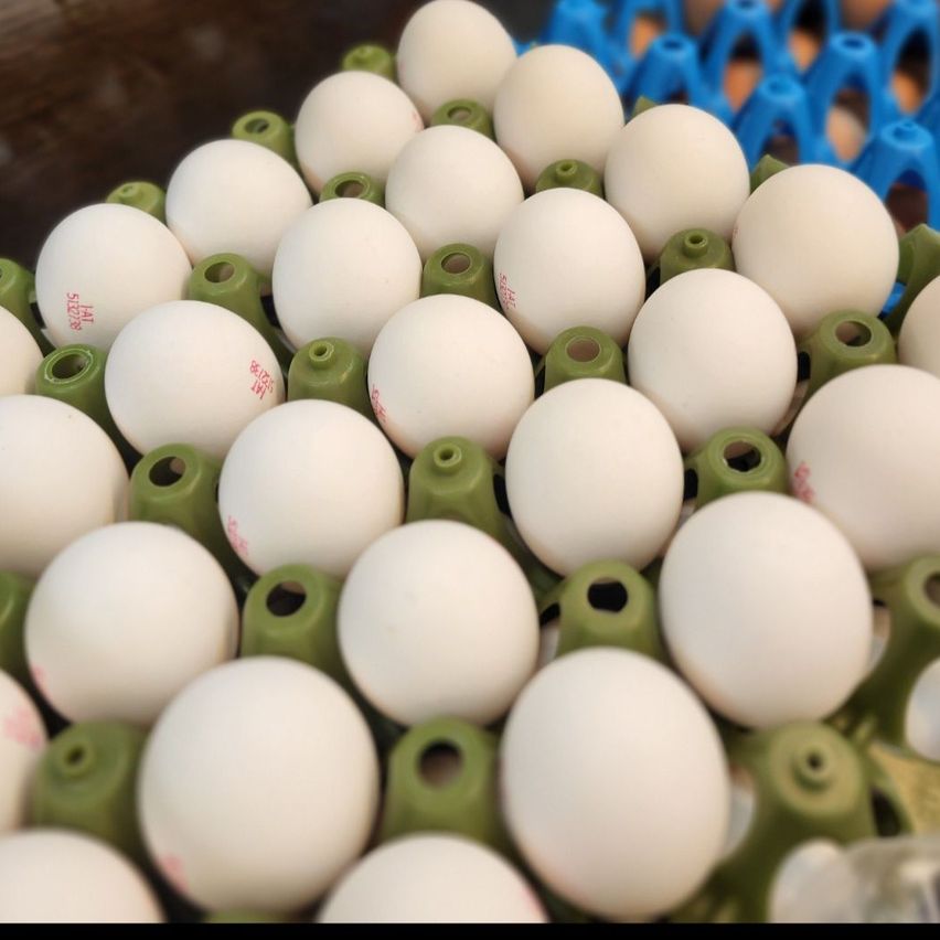 A close-up view of a tray filled with white eggs, each encased in a green holder, arranged neatly.