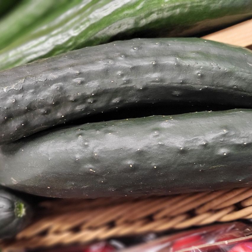 A close-up view of three cucumbers on a wooden basket. Two cucumbers are dark green, while the top cucumber is light green.