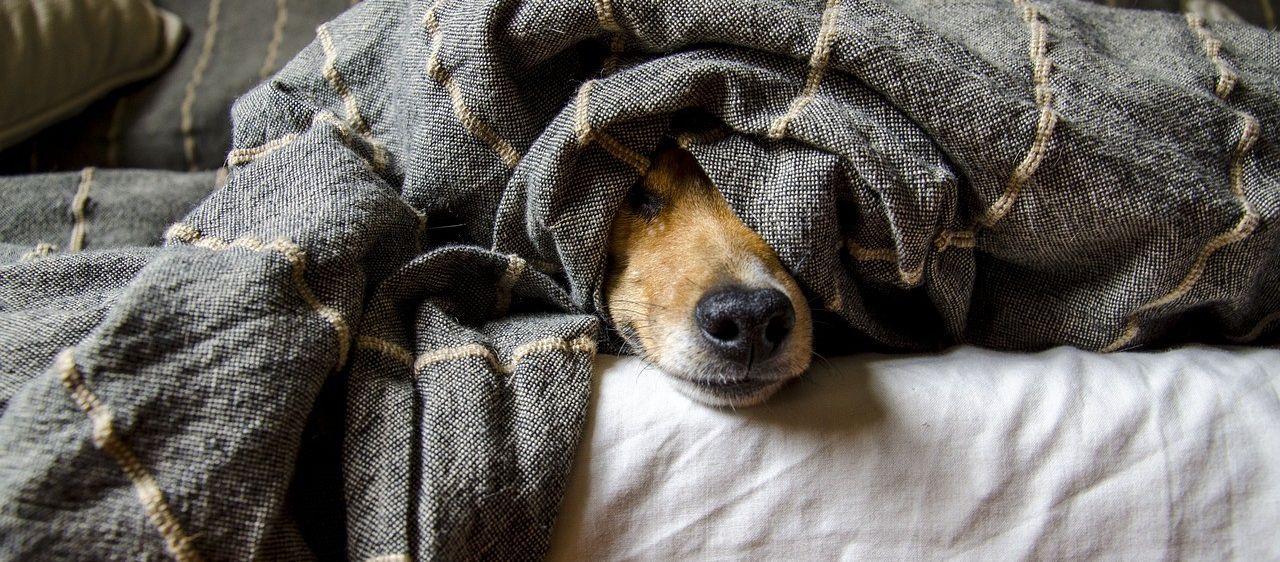 Bild enthält, Blanket, Animal, Canine, Dog, Mammal, Pet