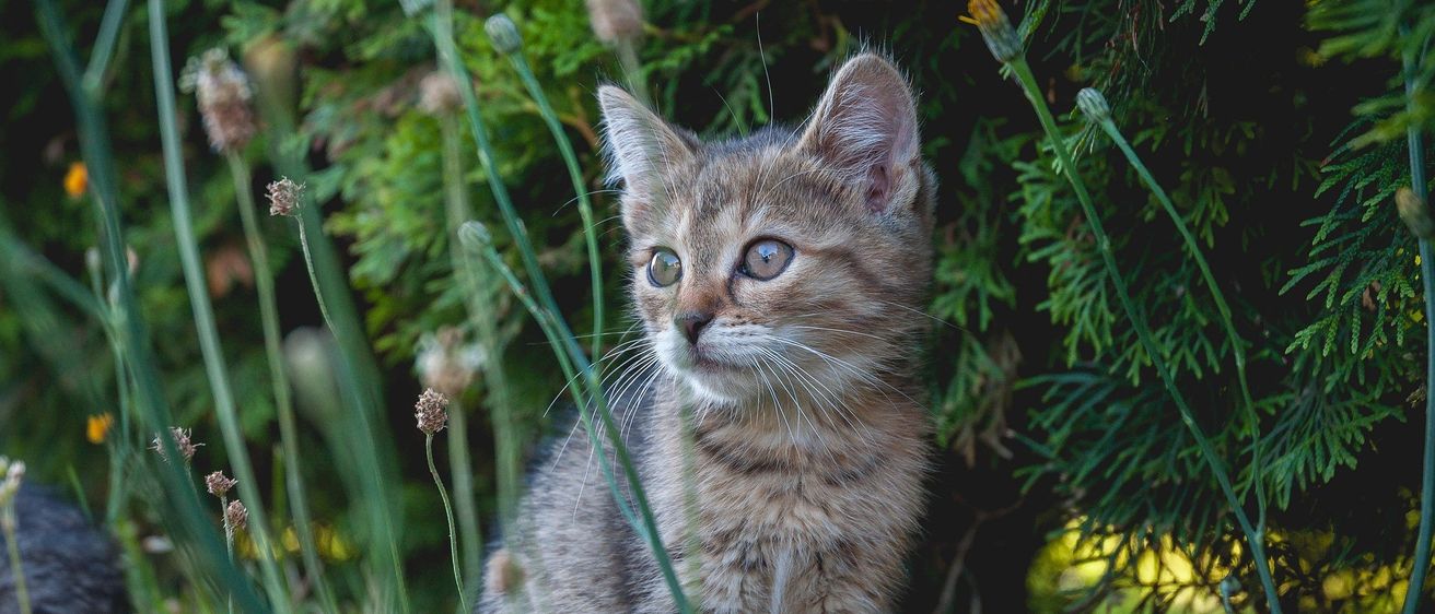 Bild enthält, Animal, Cat, Kitten, Mammal, Pet, Abyssinian, Manx, Grass, Plant, Vegetation