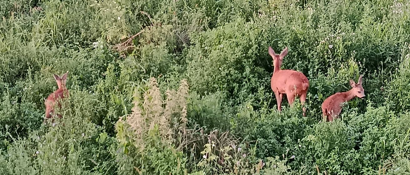 Drei Rehe stehen in einem Grasfeld. Das Reh auf der rechten Seite schaut nach links. Das Reh in der Mitte schaut nach rechts.
