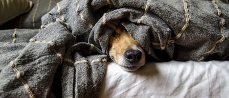 Ein Hund liegt auf einem Bett, das mit einer grauen Decke bedeckt ist, und schaut darunter hervor.