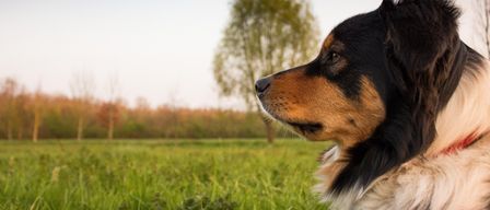 Ein Nahaufnahme des Gesichts eines Hundes mit üppigem grünem Gras und einem Baum im Hintergrund unter einem blauen Himmel.
