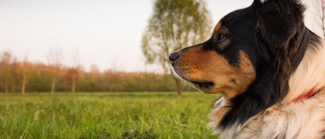 Ein Nahaufnahme des Gesichts eines Hundes mit üppigem grünem Gras und einem Baum im Hintergrund unter einem blauen Himmel.