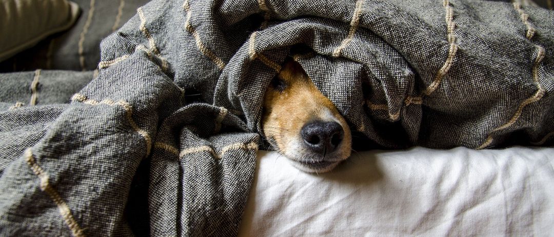Ein Hund ruht auf einem Bett, teilweise von einer grauen Decke bedeckt, mit dem Kopf herausgucken.