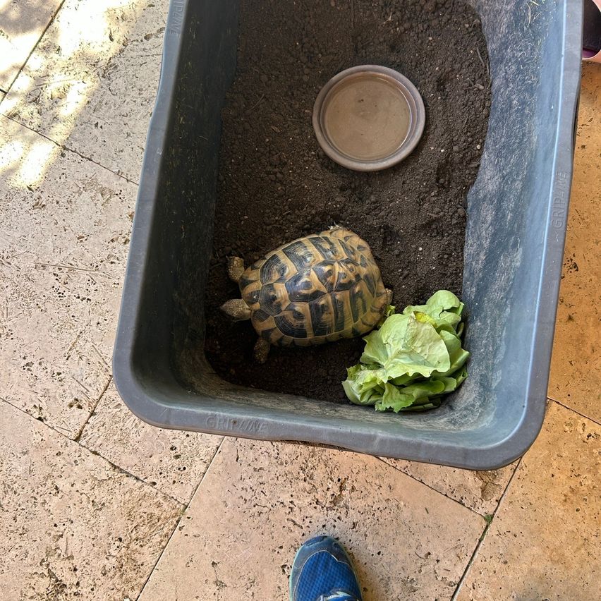 Eine Schildkröte ruht in einem grauen Plastikbehälter neben einem Teller und etwas Salat.