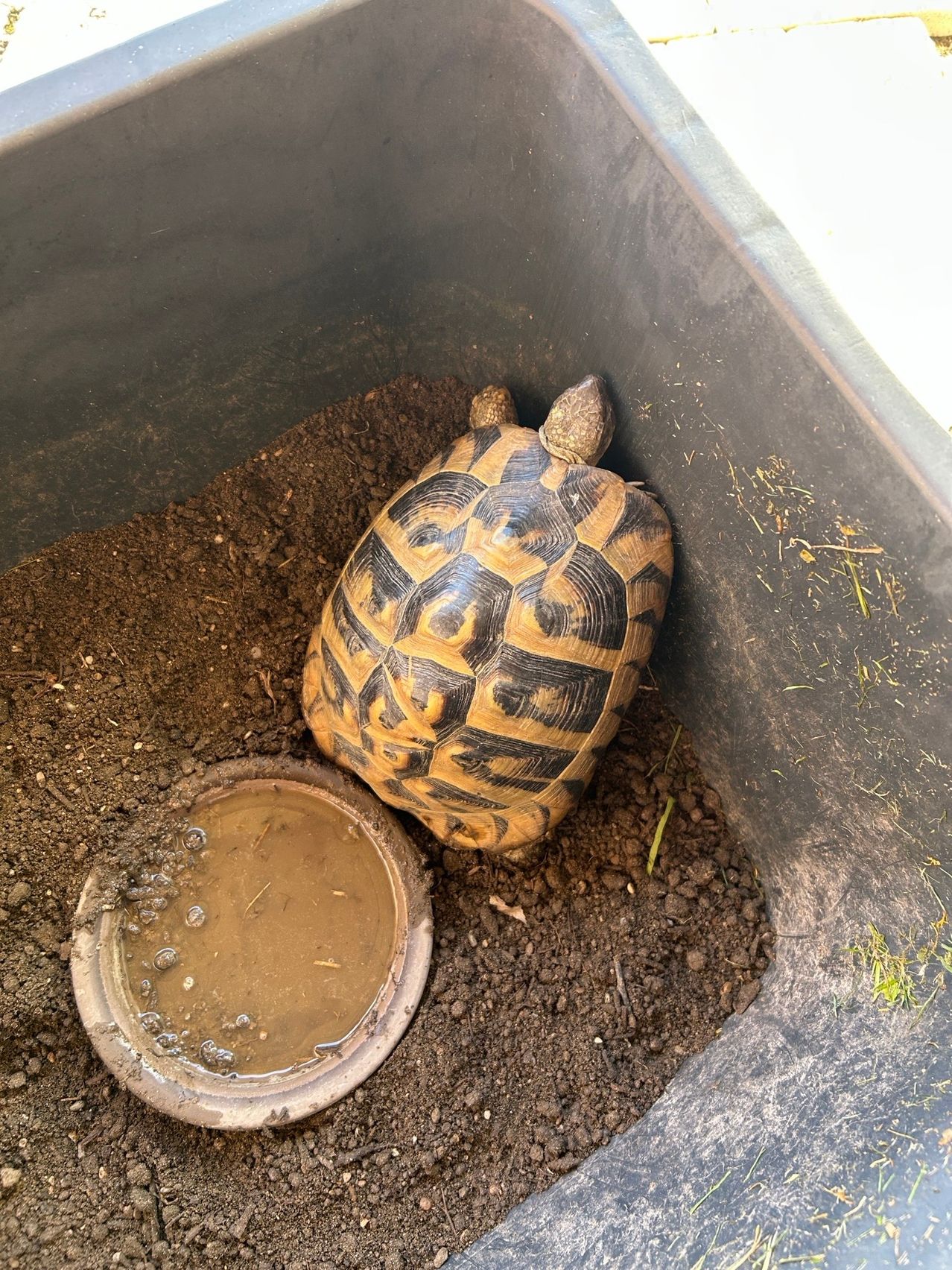 Eine Schildkröte mit einer Schale aus schwarzen und braunen Mustern ruht auf der Erde in einem Behälter. Der Behälter ist mit Erde gefüllt und hat eine Wasserschale.
