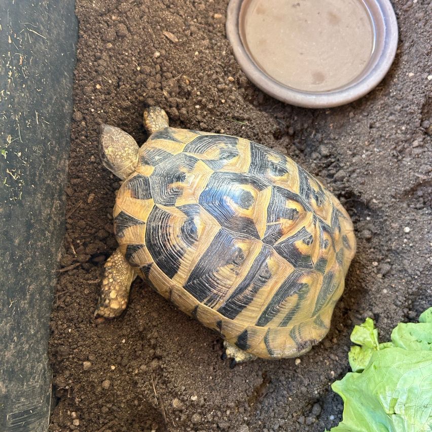 Eine Schildkröte mit gemustertem Panzer sitzt auf dem Boden mit Erde und einem Teller in der Nähe. Ein grünes Blatt ist rechts.