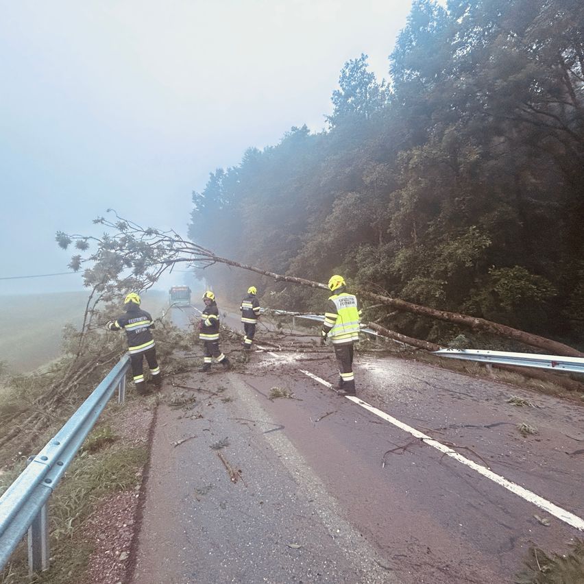 Fünf Feuerwehrleute in gelben Uniformen räumen einen umgestürzten Baum von der Straße, mit einem Fahrzeug im Hintergrund.