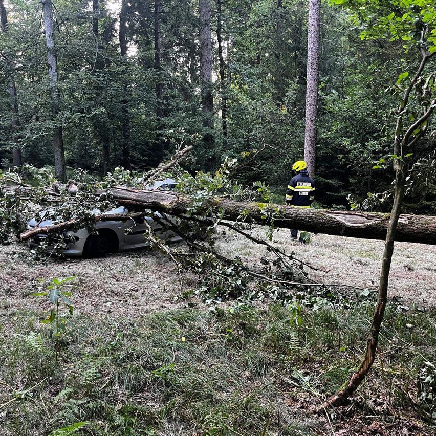 Ein Auto wird von einem umgestürzten Baum in einem Wald zerquetscht. Ein Feuerwehrmann steht in der Nähe.