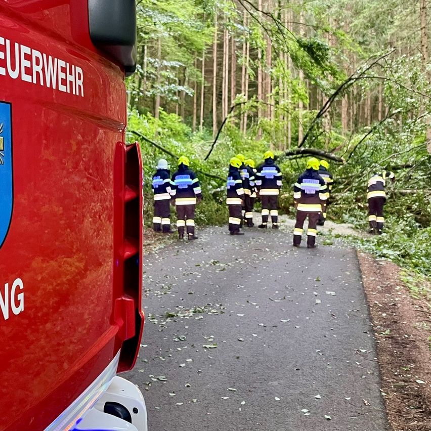 Eine Gruppe von Feuerwehrleuten mit gelben Helmen und Uniformen geht auf einem von Bäumen mit gefallenen Ästen umgebenen Pfad. Ein roter Feuerwehrwagen steht auf der linken Seite.