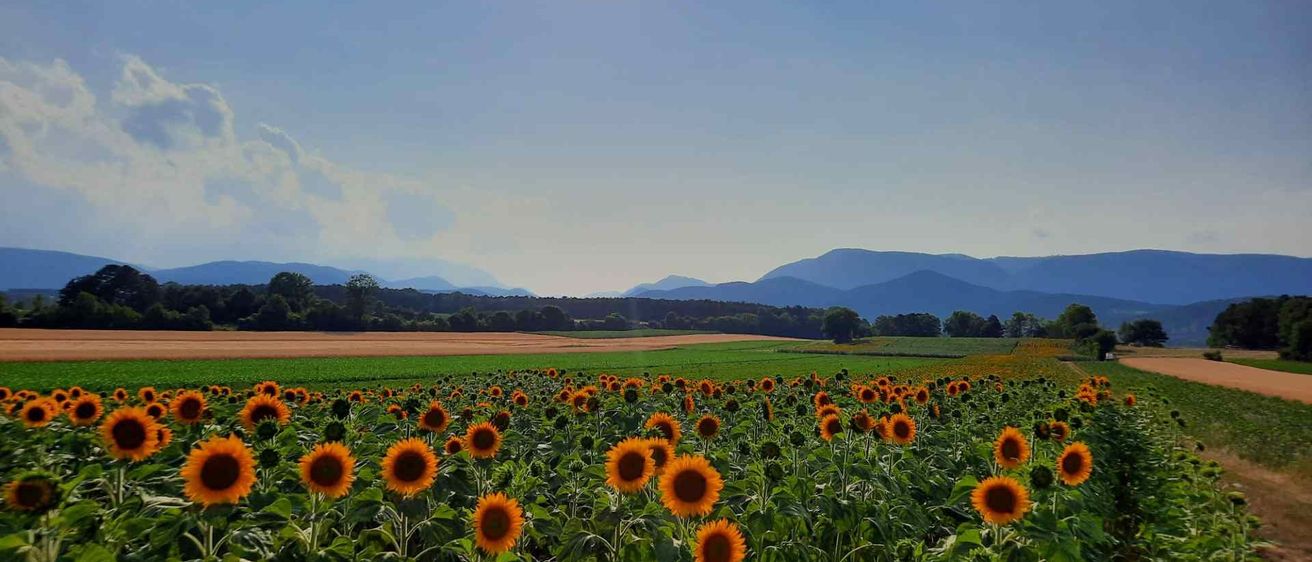 v1_migrated_image_94617062