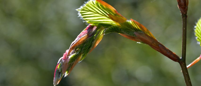 Nahaufnahme eines Baumzweigs mit neuen Blättern, die verschiedene Grün-, Rot- und Gelbtöne zeigen.