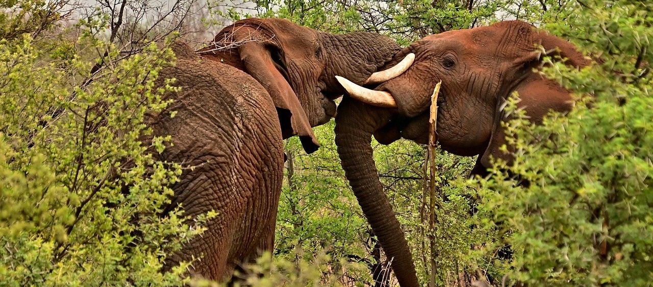 Zwei Elefanten sind in einem Busch, einer mit Stoßzähnen reibt sich am anderen. Der Elefant auf der linken Seite schaut nach rechts, während der auf der rechten Seite nach links schaut.