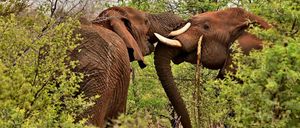 Zwei Elefanten sind in einem Busch, einer mit Stoßzähnen reibt sich am anderen. Der Elefant auf der linken Seite schaut nach rechts, während der auf der rechten Seite nach links schaut.