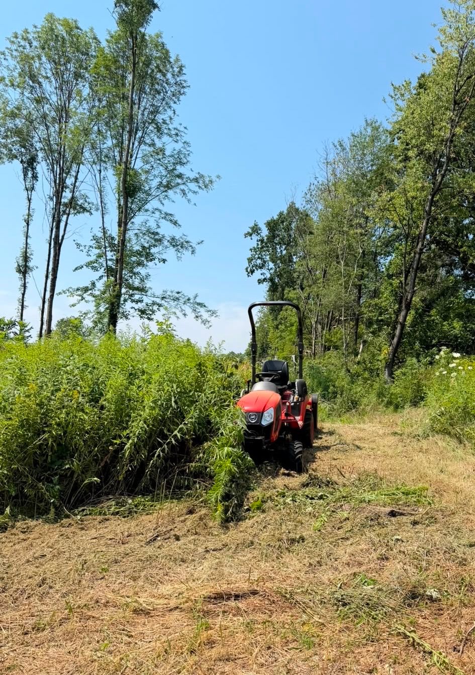 Ein roter Traktor steht auf einem Grasweg in einem Wald, umgeben von hohen Bäumen und Pflanzen. Der Traktor blickt nach links, und der Himmel ist klar und blau.