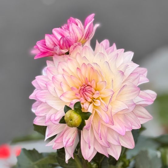 Blumen