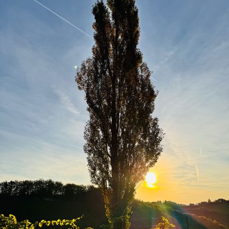 Sonnenaufgang 