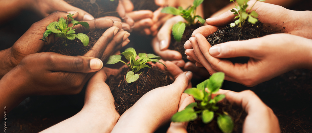 Eine Gruppe von Menschen hält kleine Pflanzen in den Händen. Sie pflanzen wahrscheinlich die Pflanzen in die Erde.