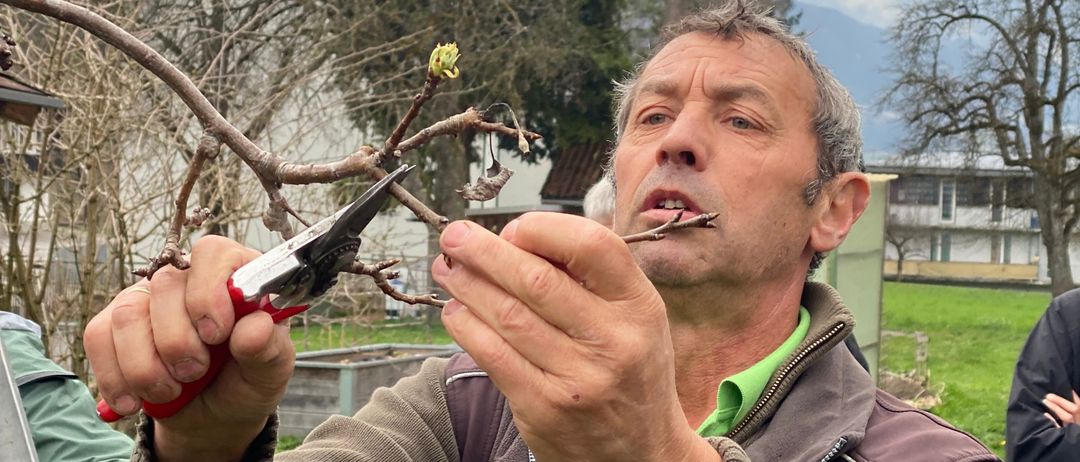 Ein Mann benutzt eine Astschere, um einen Baumzweig zu beschneiden und untersucht eine kleine Pflanze. Er hält einen Stock und ist in einem grünen Hemd und einem braunen Jackett gekleidet. Hinter ihm stehen eine Leiter und eine andere Person. Bäume und ein Gebäude sind im Hintergrund.