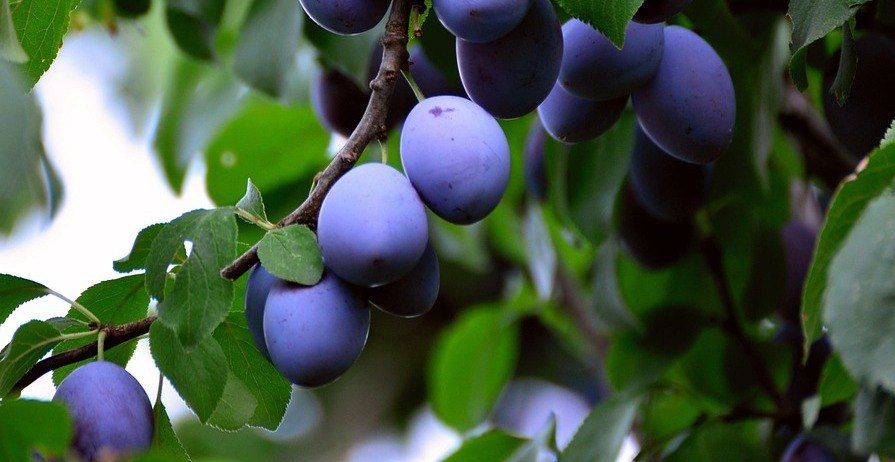 Ein Nahaufnahme von reifen, dunkelvioletten Pflaumen, die von einem Baumzweig hängen, umgeben von leuchtend grünen Blättern.