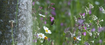 A field with diverse wildflowers, including daisies and purple flowers. A bee is on a pink flower near a tree trunk.