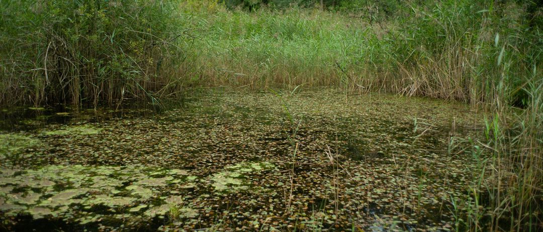 Ein ruhiger Teich, bedeckt mit schwimmenden Pflanzen und umgeben von hohem Gras, in der Nähe eines dichten Waldes.