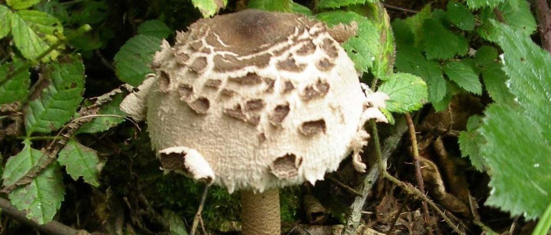 Ein Pilz mit einer strukturierten Kappe wächst in einem Wald, umgeben von grünen Blättern und gefallenen Blättern.
