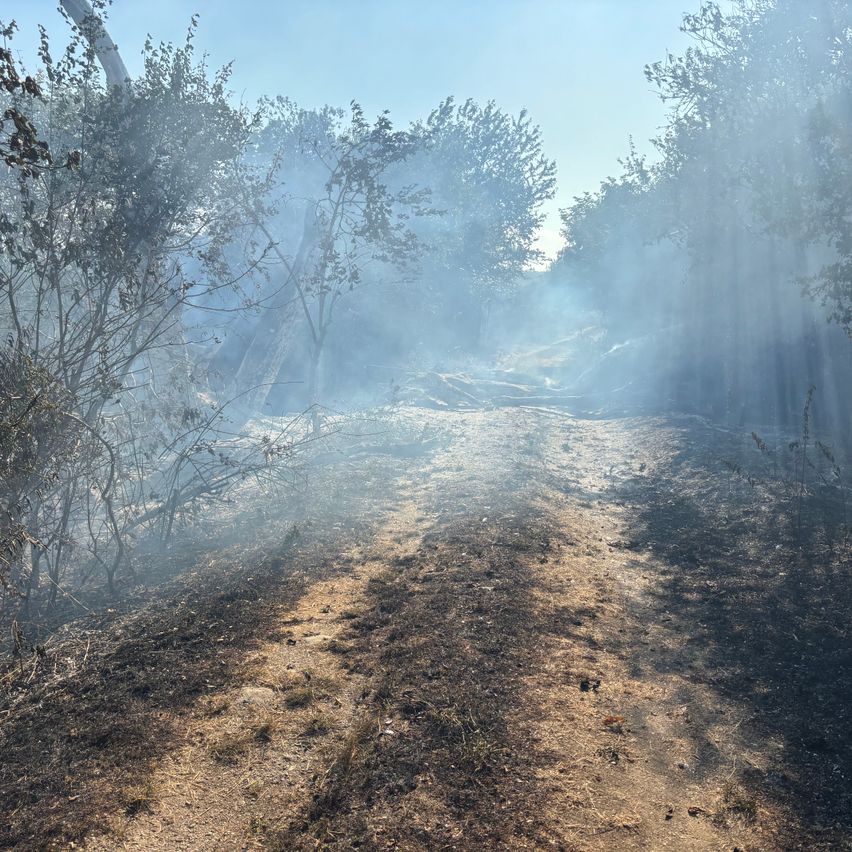 Ein Waldweg mit aufsteigendem Rauch, umgeben von Bäumen und Büschen, unter einem klaren blauen Himmel.