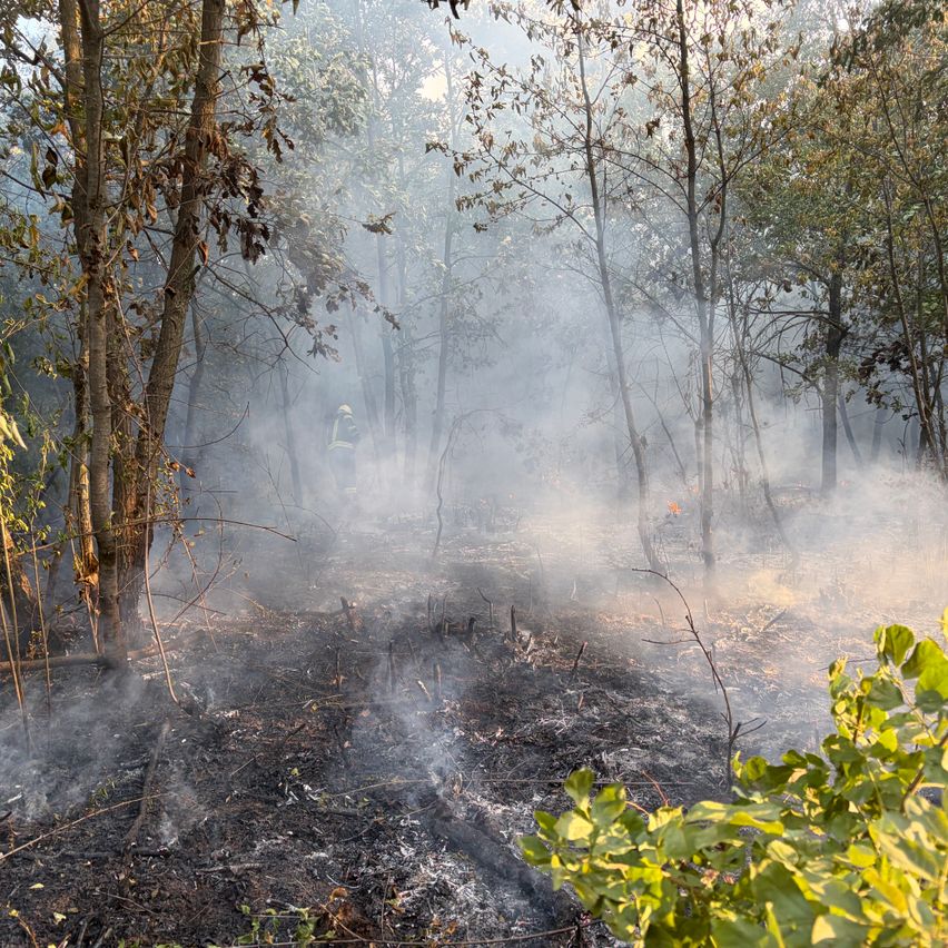 Ein Waldgebiet mit aufsteigendem Rauch, Bäumen mit einigen Blättern und einem Feuerwehrmann in der Ferne.