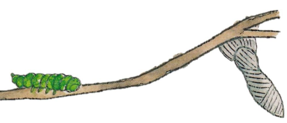 Bild enthält, Animal, Insect, Invertebrate, Butterfly, Monarch, Bird